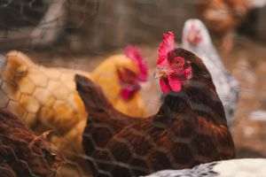 Heatwave - hundreds of thousands of poultry died; French farmers, completely overwhelmed